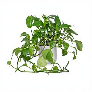Tutores de Plástico Recubiertos Simples Extensibles para Plantas Trepadoras, Soporte para Plantas de Interior, Uso en Invernaderos - Product Image 1