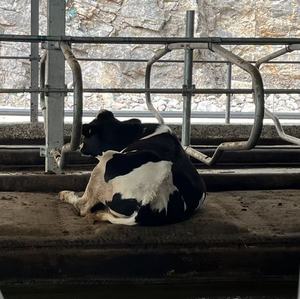 Matelas pour vache, lit d'eau, lit frotté, <span class=keywords><strong>prix</strong></span> d'usine direct, vente en gros, durable - Product Image 1