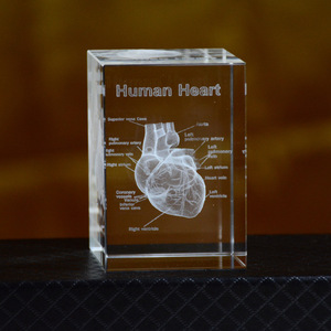 Elegant 3D Carved Human Anatomy Crystal Heart Model Elegant Medical Ornament for Structure Craft Other Crystal Crafts Product