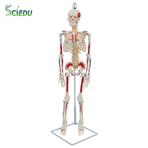 Sciedu <span class=keywords><strong>Skeleton</strong></span> mô hình 85cm mềm treo toàn bộ cơ thể màu <span class=keywords><strong>Skeleton</strong></span> mô hình (phun) hỗ trợ giảng dạy mô phỏng bộ xương người mô hình - Product Image 1