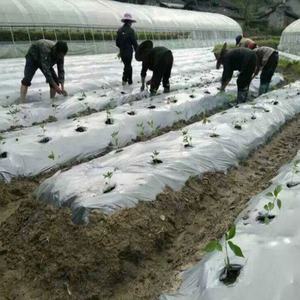 Film de paillage en plastique professionnel pour la plantation d'<span class=keywords><strong>ananas</strong></span> et de tomates - Product Image 4