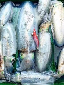 X-SEM Night <span class=keywords><strong>Glow</strong></span> 3.5 3.0 Señuelo de pesca de madera B-G1 <span class=keywords><strong>EGI</strong></span> JIG para calamar, señuelo blando de seda de ocho garras con cola grande - Product Image 6