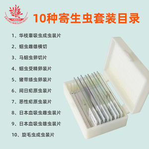 Dix lamelles de spécimens de parasites, spécimens classiques teintés pour l'enseignement supérieur et la recherche, spécimens de parasites clairs. - Product Image 5