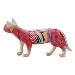 Equipo educativo veterinario, ciencia médica, modelo de acupuntura de gato de PVC, cuerpo Animal <span class=keywords><strong>para</strong></span> estudios médicos - Product Image 6