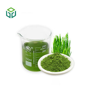 Amostras Grátis em Lote de Extrato de Grama de Cevada Orgânica em Pó, Suco de Grama de Cevada em Pó - Product Image 2