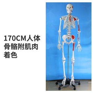 Modèle de squelette d'anatomie humaine médicale en PVC précis de 170cm en forme de T grandeur nature avec origine musculaire du système nerveux et points d'insertion - Product Image 4