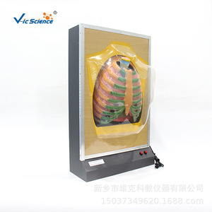 Simulateur de mouvement du diaphragme pulmonaire, modèle de mouvement respiratoire humain, modèle de système respiratoire électrique, biologique - Product Image 2