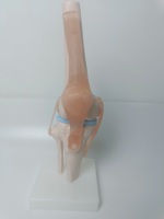Formation avancée personnalisée à l'enseignement médical Anatomie du squelette Plastique artificiel Taille naturelle Modèle anatomique de l'articulation du genou humain