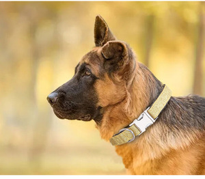 Venta al por mayor personalizado Collar de perro mascota mediano pequeño de lujo ajustable de nailon brillante brillo hebilla de metal Collar de perro mascota para perros - Product Image 5