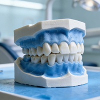 Modelo Dental de Resina Personalizado para Demostración, Estudio y Enseñanza, Modelo de Dientes para Educación y Demostración, Tipodonto