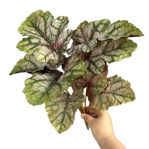Nhà máy cung cấp đầy màu sắc nhựa nhân tạo Ivy Vine treo tường khoai môn và Thu Hải Đường Lá Faux cây xanh cho đám cưới trang trí nội thất - Product Image 5