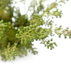 Plante artificielle en pot de 39 cm de haut, imitation bonsaï de haricots, 2 tiges, en céramique, avec adhésif thermofusible, pour décoration intérieure - Product Image 3