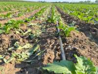 Ruban goutte-à-goutte agricole 16 mm avec émetteurs plats intégrés, résistant aux UV, pour système d'irrigation de jardin, serre et agriculture