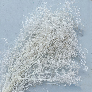 Flores Secas y Preservadas de Gypsophila de Color Brillante para Decoración del Hogar, Precio de Fábrica - Product Image 6