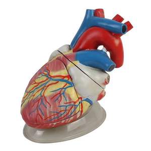 Modèle anatomique 3D complet de cœur humain, œil et dent, <span class=keywords><strong>Gamme</strong></span> Biologie de la Peau, Équipement de laboratoire de biologie - Product Image 5