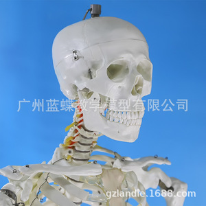 Modelo de esqueleto humano a escala 1:1 para adultos, modelo esquelético médico estándar de 180 cm, modelo de esqueleto de color blanco puro. - Product Image 3