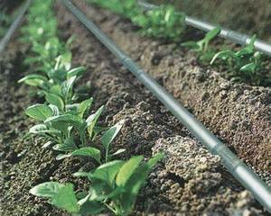 <strong>Cheap</strong> 1000M High Quality 16 <strong>Drip</strong> Tape Irrigation for Water <strong>Drip</strong> Saving - Product Image 2