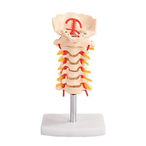 Modèle de <span class=keywords><strong>squelette</strong></span> de la colonne vertébrale cervicale BIX-A1021 Chinon avec mannequin nerveux du disque intervertébral Occiput de l'artère carotide commune - Product Image 1