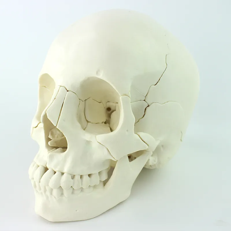 4D Мастер мини размер DIY Модель для обучения скелет модель