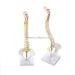 LHTHJ01 45CM enseñanza médica Color pelvis humana fémur coxis fijo deshuesado columna vertebral modelo - Product Image 2