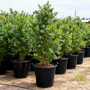 (50L a 95L) Vaso de Plástico Reforçado com Alças para Viveiro, Ideal para Arbustos Grandes e Árvores Frutíferas para Uso Doméstico e Jardim - Product Image 5