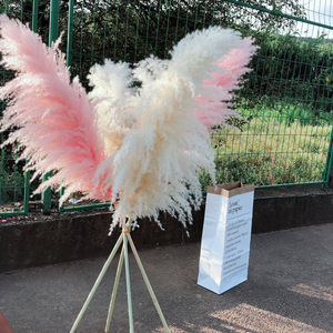 Popular Real Dried Pampas Long Length Plume <strong>PampasGrass</strong> - Product Image 6
