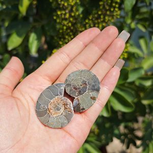 Européenne Américaine Chine <span class=keywords><strong>de</strong></span> l'Est <span class=keywords><strong>Mer</strong></span> Petites Tranches Couper La Moitié Pierre Brute Cristal Naturel Mini Conque <span class=keywords><strong>Fossile</strong></span> <span class=keywords><strong>Escargot</strong></span> Coloré - Product Image 4