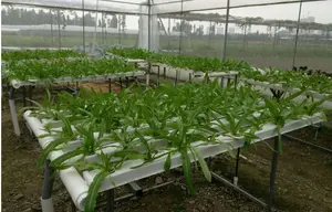 نظام الزراعة المائية Nft أنظمة زراعة مائية عمودية أنبوب PVC للفراولة والخس