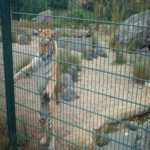 รั้วกันปีนแบบทนทาน เป็นมิตรกับสิ่งแวดล้อม พร้อมโครงเหล็กชุบกัลวาไนซ์เคลือบผิวด้วยลวดเหล็กและเคลือบสีฝุ่น สำหรับสวนและการเกษตร - Product Image 2