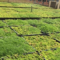 Bac à plantes modulaire pour toit vert Living Green, jardinière de toit de 20 cm de hauteur, en plastique écologique, pour jardin domestique avec trou de drainage