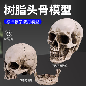 Pintura de bodegón con calavera de resina, arte de calavera humana, anatomía del músculo y esqueleto humanos, modelo de calavera, arte - Product Image 2