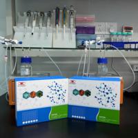 Human Immunodeficiency Virus Type 1 P24 Antigen (HIV-1P24) ELISA Research Kit