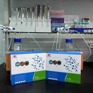 Kit de Investigación ELISA para el Antígeno P24 del Virus de Inmunodeficiencia Humana Tipo 1 (HIV-1P24) - Product Image 6