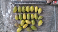 Mesin pemisah biji buah, mesin pemisah biji buah-buahan, alat pengabut biji, buah, aprikot elektrik, Plum, persik, Mini