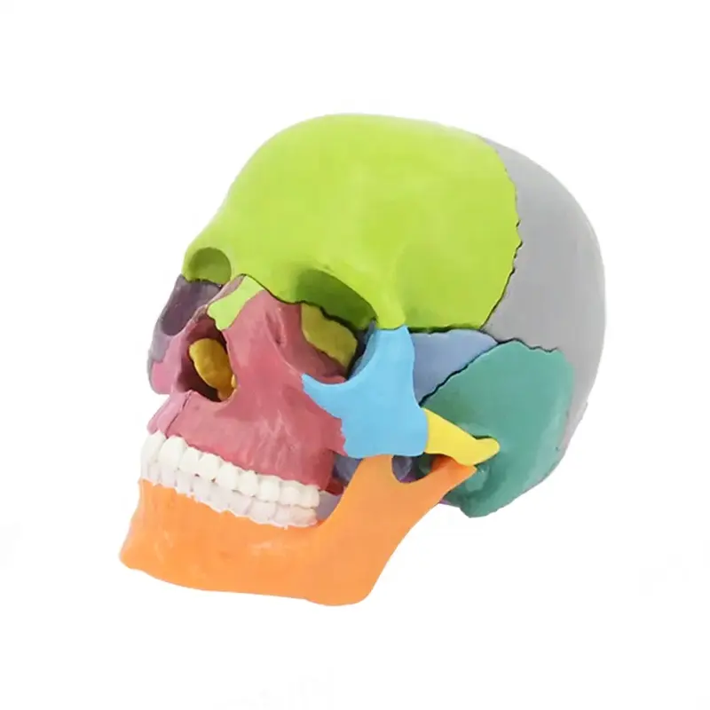 Di alta qualità colorful modello di cranio umano Smontabile skull modello