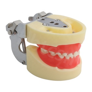 Modèle standard d'enfant dentaire pédiatrique pour le remplacement d'étudiant 24pcs dent - Product Image 1