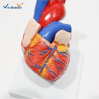 Modelo Anatómico de Corazón Humano de Tamaño Natural, Modelo de Corazón Desmontable para Enseñanza Cardiovascular, CE/ISO/ROHS/CNAS