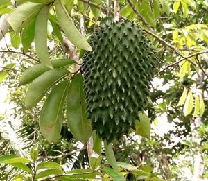 ओम निर्माता खाद्य ग्रेड सफेद खट्टा फल पाउडर और ग्रायोवला फल निकालने पाउडर ड्रम और पैकेजिंग कर सकते हैं - Product Image 4