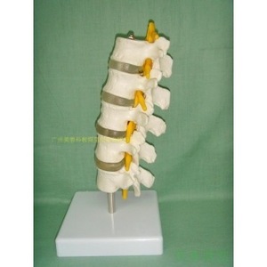 Five-segment lumbar vertebra model, spinal model, spinal girdles, intervertebral <b>discs</b>, nerve model, skeleton, thoracic - Product Image 5