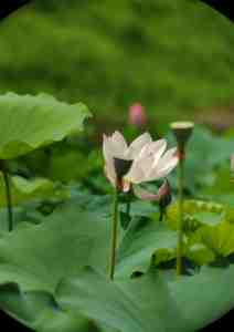 Neues Design Stabile und Zuverlässige Qualität Großhändler 8x26 Helle Sicht Lieferanten-Fabrik Teleskop zum Großhandelskauf Ferngläser - Product Image 6