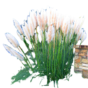 GardenersDream White Alba Cortaderia Selloana Pampas Grass <span class=keywords><strong>Pumila</strong></span>, plante d'extérieur durable à feuilles longues et éthérées, en pot de 9 cm - Product Image 1