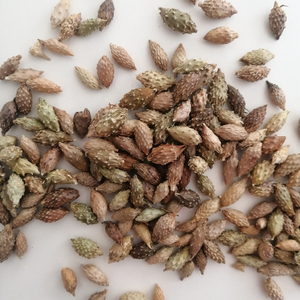 Fruit de Cang Er <span class=keywords><strong>Zi</strong></span>, plante médicinale naturelle séchée brute, courge de Sibérie commune - Product Image 2