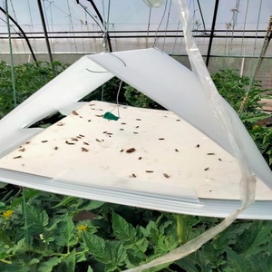 Fournisseur chinois Tuta Absoluta Phéromone Contrôle des leurres Pièges à semi-conducteurs pour la mineuse de tomate en Amérique du Sud - Product Image 1