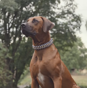 Cinturón ligero grueso, correas de nailon, <span class=keywords><strong>Collar</strong></span> de <span class=keywords><strong>perro</strong></span>, <span class=keywords><strong>collar</strong></span> electrónico de caza para perros grandes, diseñador de <span class=keywords><strong>garrapatas</strong></span> de entrenamiento con correas para gatos, abalorios - Product Image 6