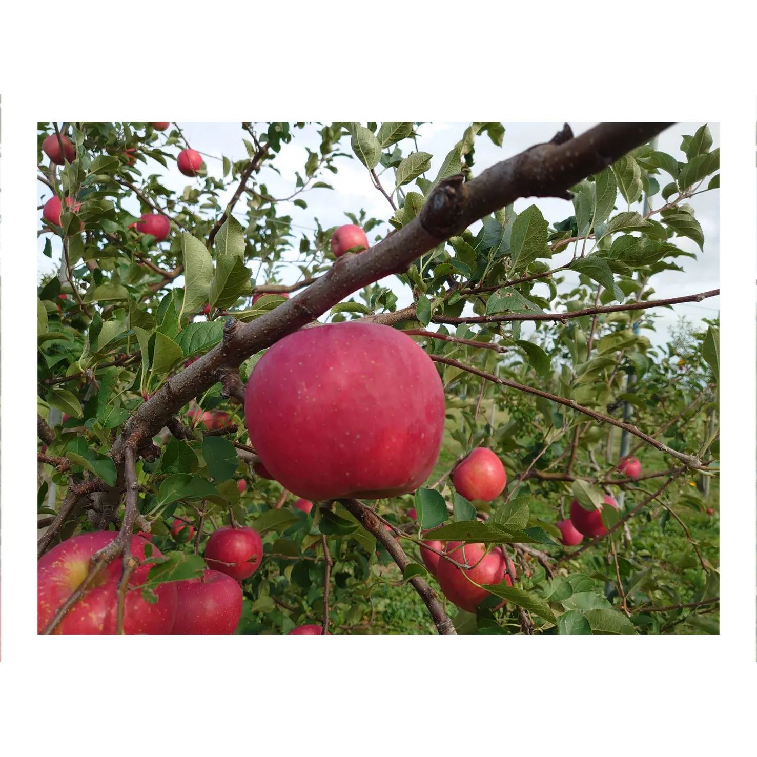High quality safe food sweet red green apples export fresh fruit