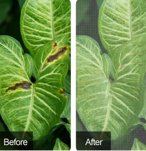 Nhà Sản Xuất Của Nhà Kính Cây Ăn Quả Chống Chim Bìa Côn Trùng Bằng Chứng Dây Kéo Dây Kéo <span class=keywords><strong>Net</strong></span> Cho Vườn Cross-Biên Giới Cung Cấp Nhựa - Product Image 5