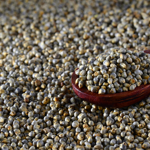 Approvisionnement en millet perlé indien - Product Image 1