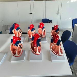 Doğumdan Beri Kalp Malformasyonu Modelleri Tıp Bilimi Modeli Anatomi Modeli Setleri Kalp Patolojisi Hastalığı Kalp Modeli Tıp Bilimi - Product Image 5