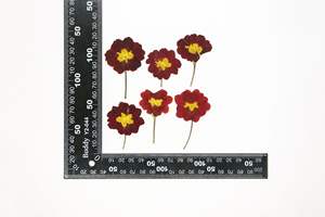 Novità 2026: Resina per Nail Art con <span class=keywords><strong>Primula</strong></span>, Decorazione per Candele, <span class=keywords><strong>Primula</strong></span> Acaulis Essiccata Ibrida Pressata per Laurea - Product Image 5