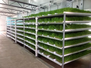 Tự động dọc Grow Rack với tưới nước bơm cho thức ăn gia súc cỏ thủy canh Sản xuất nhà sử dụng động vật trang trại Điều kiện Mới - Product Image 2